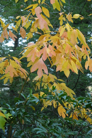 Sassafras