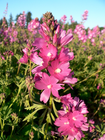 Rose Checkermallow