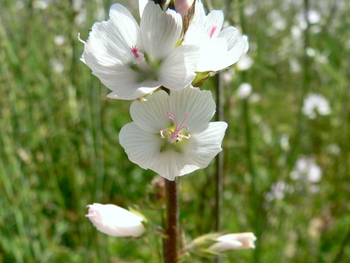 Meadow Checkermallow