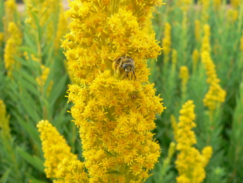 Western Goldenrod