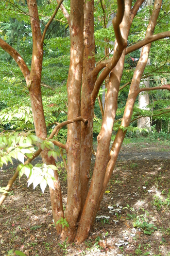 Tall Stewartia