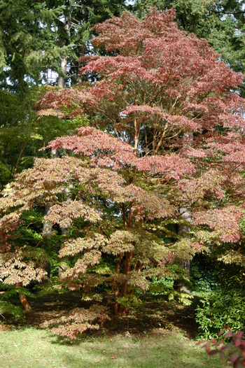 Tall Stewartia