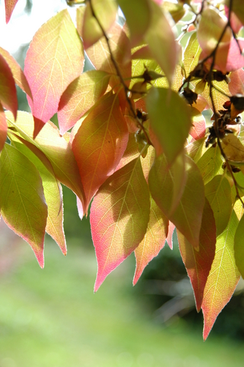 Tall Stewartia