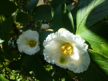 Japanese Stewartia