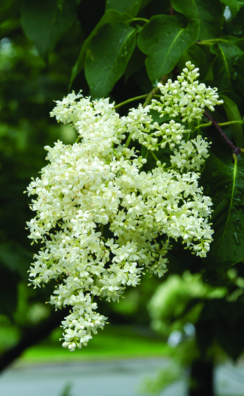 Japanese Tree Lilac