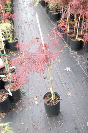 Tamuke yama Japanese Maple