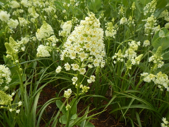 Death Camas