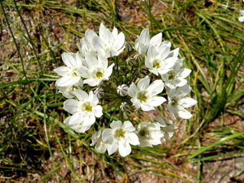 Hyacinth or White Brodiaea