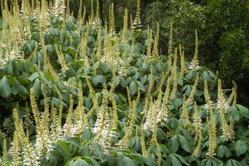 Bottlebrush Buckeye