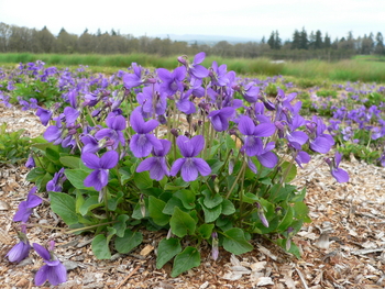 Hookedspur Violet/Early-blue Violet