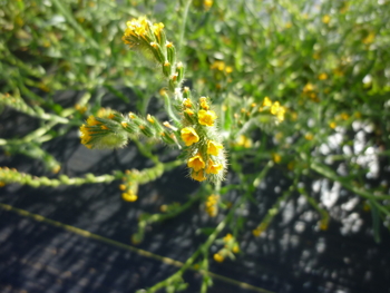 Common Fiddleneck