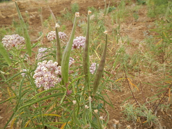 Narrow-leaf Milkweed