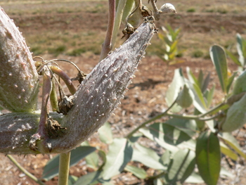 Showy Milkweed