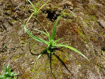 Dense Sedge