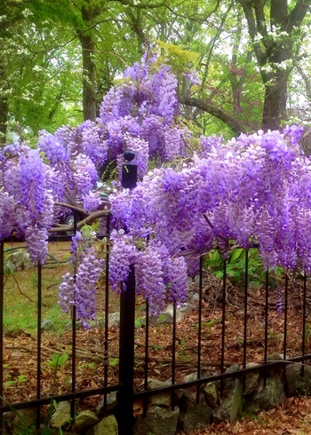 Blue Moon Kentucky Wisteria