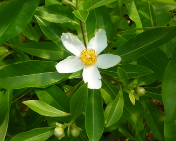 Mountain Gordlinia