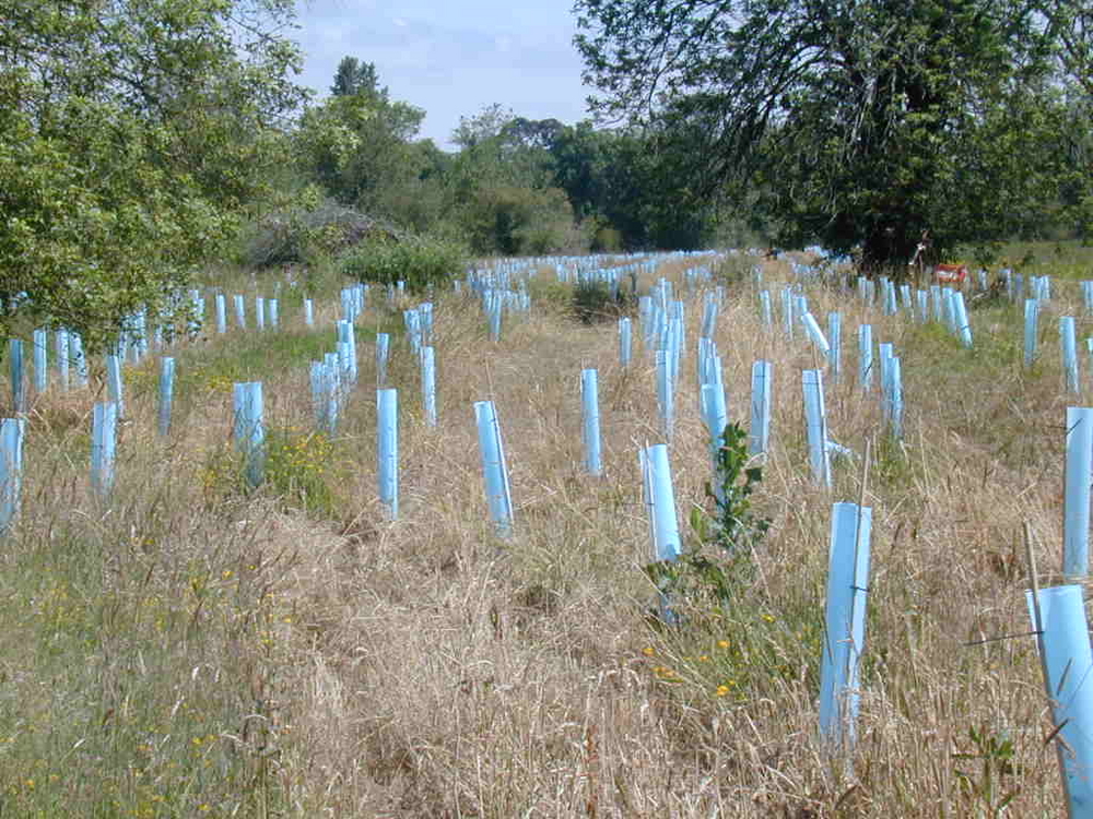 Riparian Restoration Heritage Seedlings