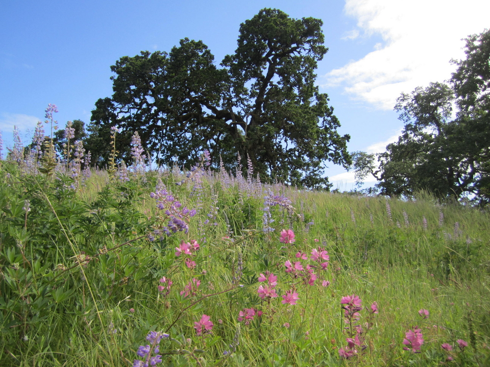 Oak Savannah Restoration Heritage Seedlings