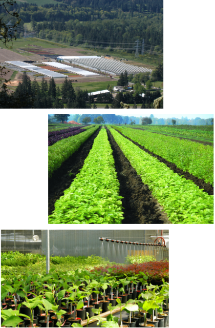 Heritage Seedlings Production Options
