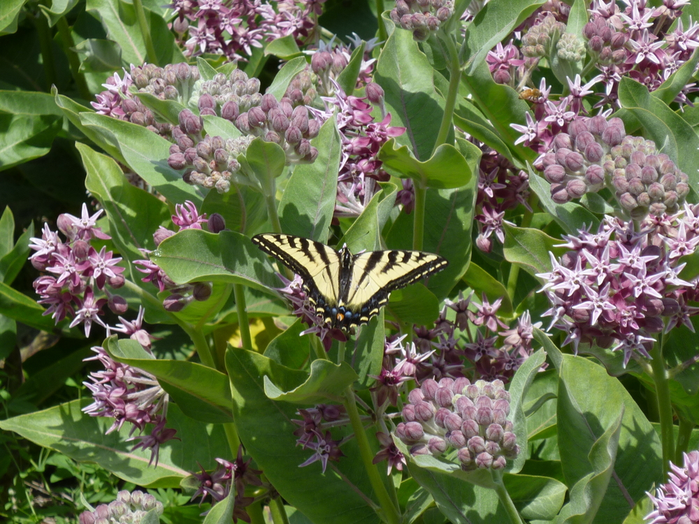 Showy Milkweed and Swallowtail Butterfly