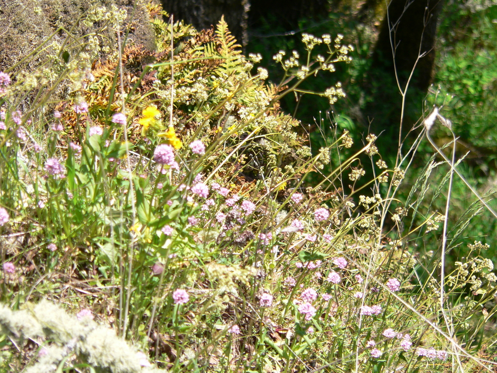 Rosy Plectritis and Swamp Saxifrage