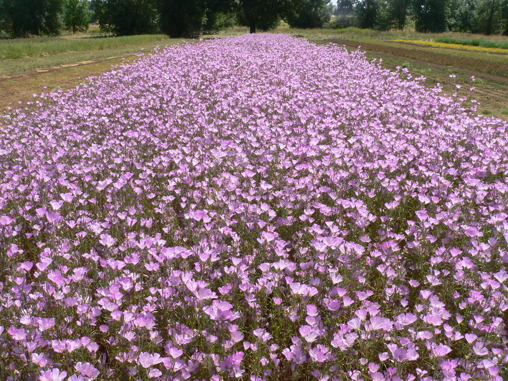 Clarkia amoena/Farewell to Spring