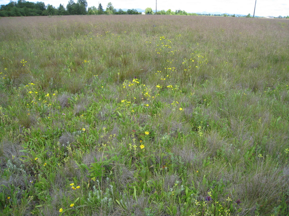 Tufted Hairgrass Prairie, Photo Courtesy City of Eugene 