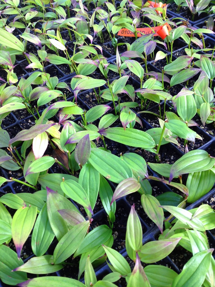 Softwood Cuttings