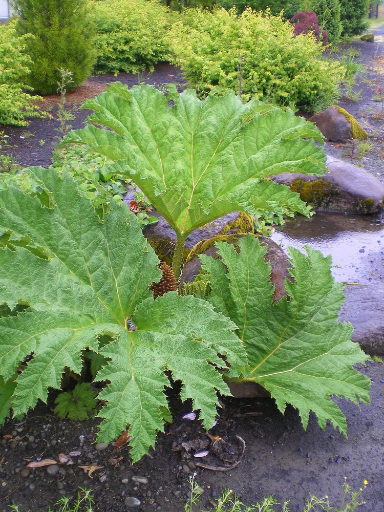 Gunnera tinctoria