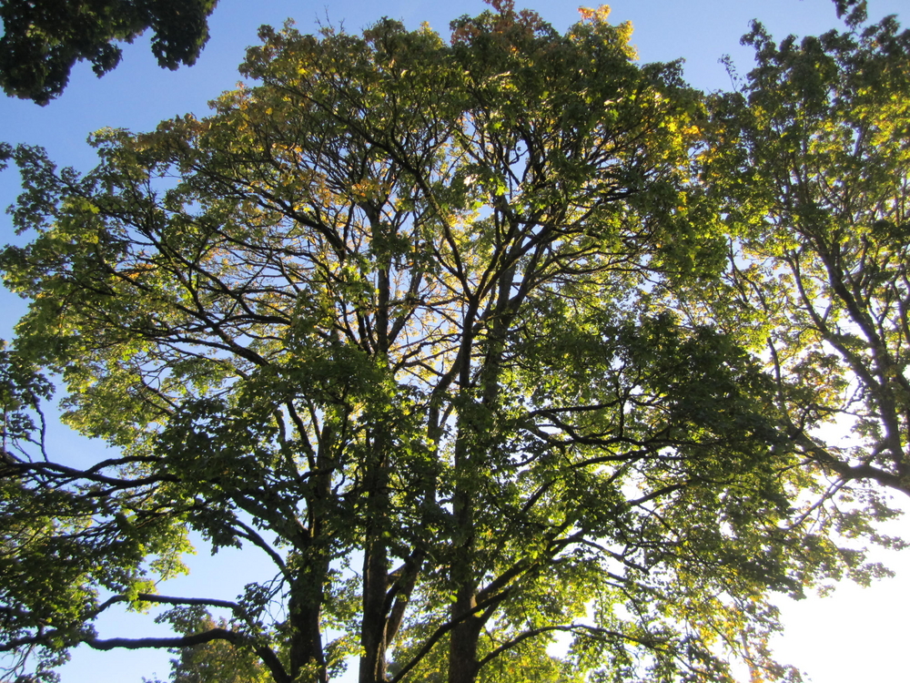 Norway Maple Street Tree