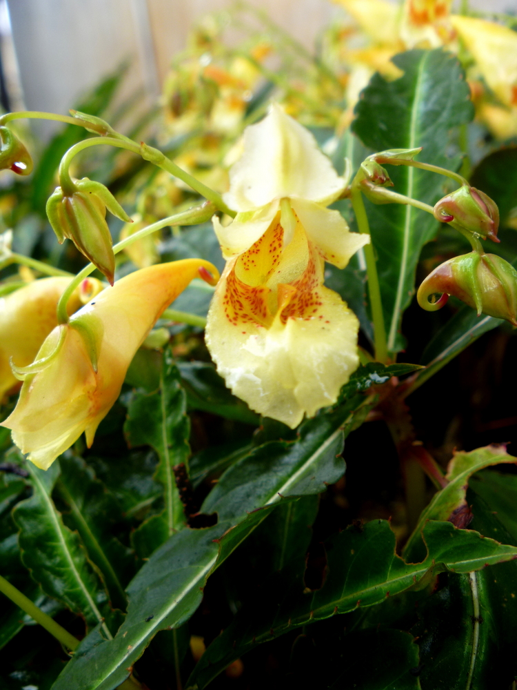 Impatiens omeiana