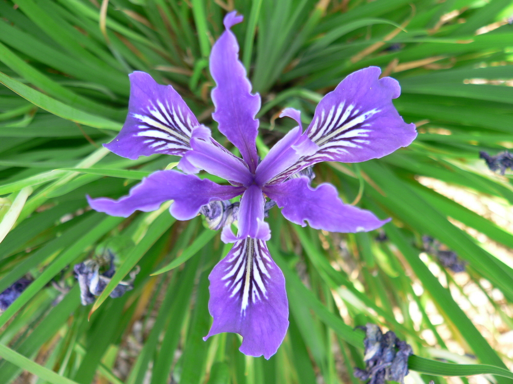 Iris tenax