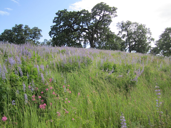 Lupine and Checkermallow Year 4