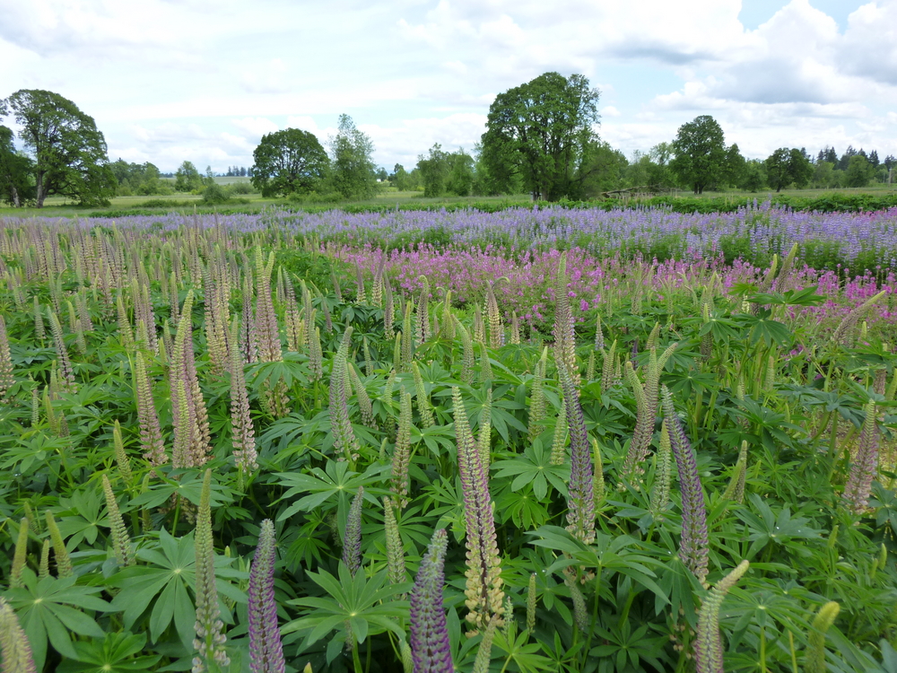 Native Seed Production Fields Heritage Seedlings