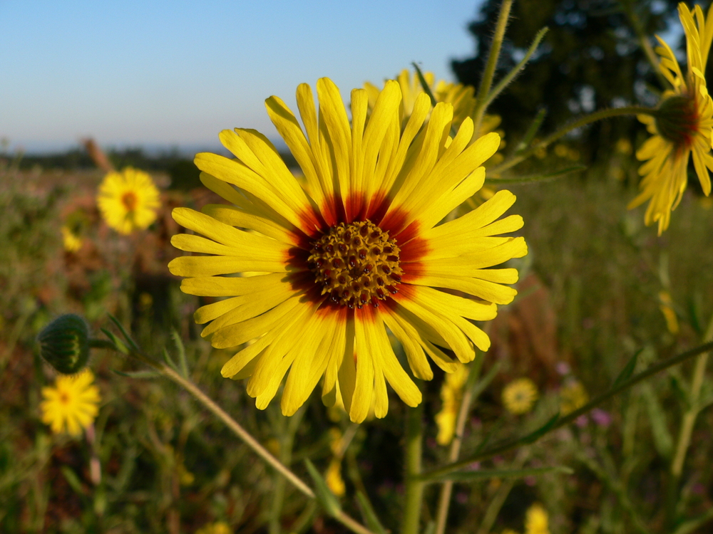 Madia elegans, Showy Tarweed