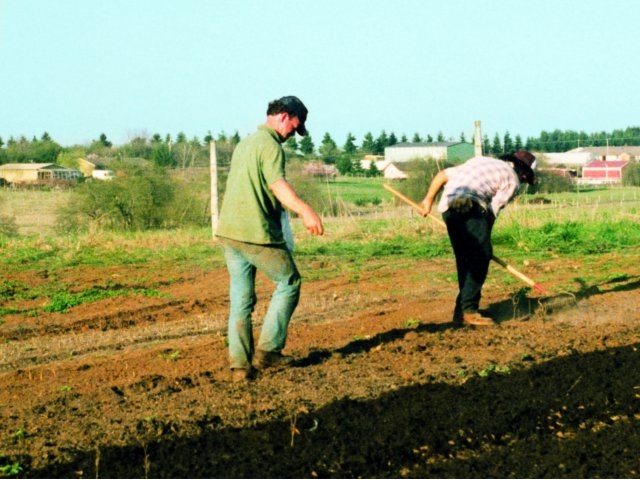 Planting seed beds in the early days