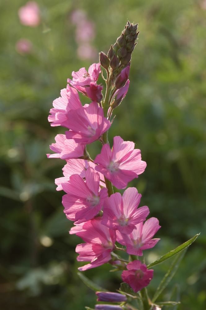 Sidalcea maviflora