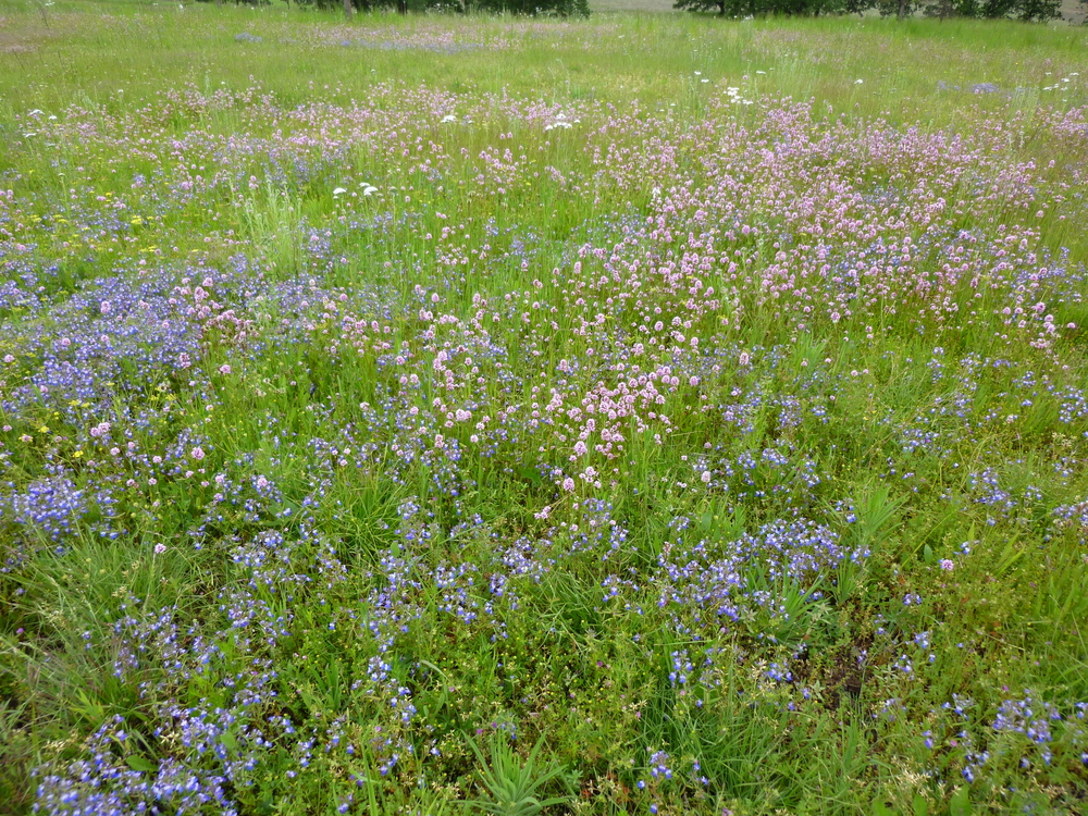 Blue-eyed Mary and Rosy Plectritis in Restored Prairie