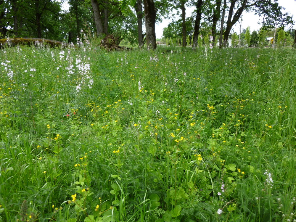 Restored Oak Woodland Understory