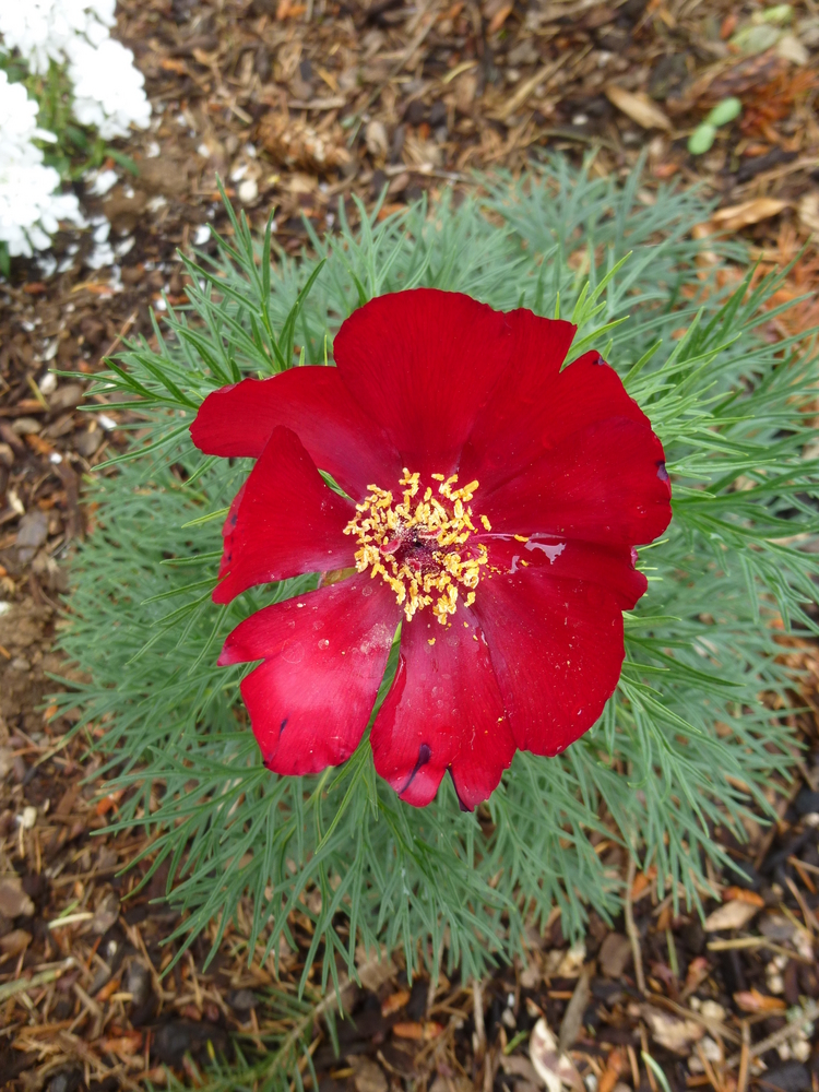 Paeonia tenuifolia