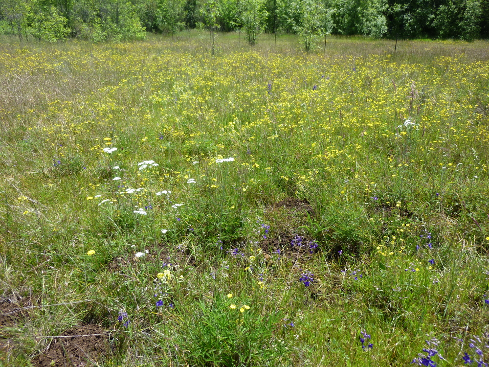 Native Wet Prairie Sublimity, Oregon