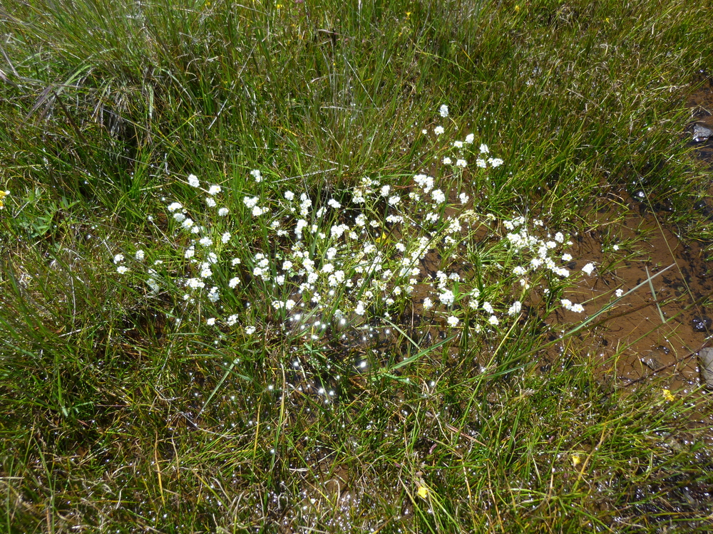 Popcorn Flower in Vernal Pool Habitat