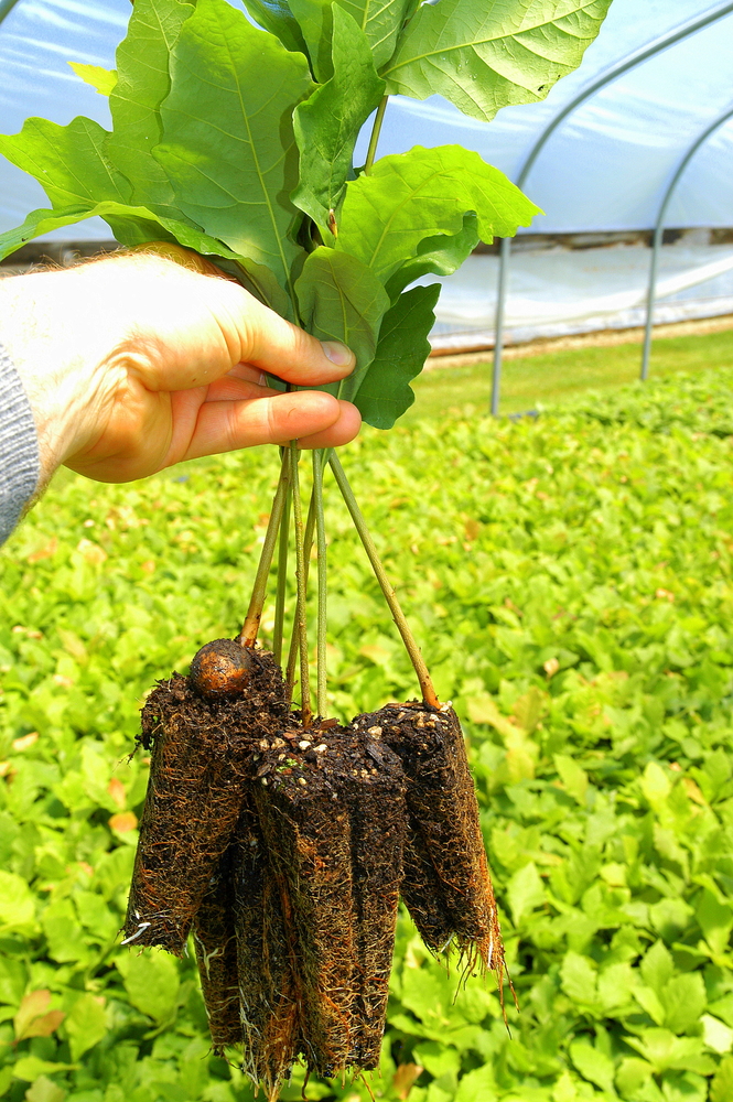 Oak Seedlings