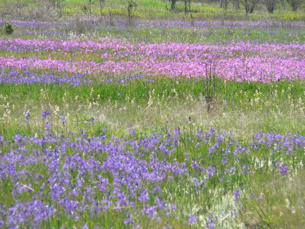 Native Wet Prairie at Kingston Prairie Preserve